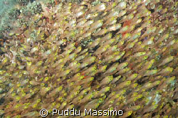 glass fishes,nikon d2x 12-24mm by Puddu Massimo 